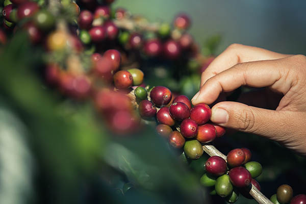 Mãos que estão a apanhar grãos de café do cafeeiro