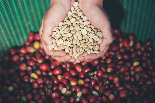 Nas mãos que transportam grãos de café